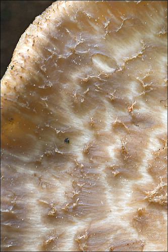 Трутовик чешуйчатый (Polyporus squamosus) Автор: Amadej Trnkoczy (Slovenija)