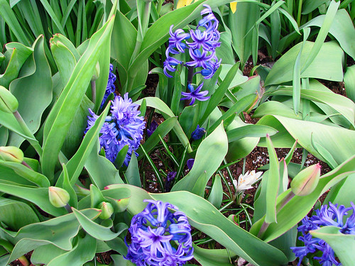 First Spring Flowers