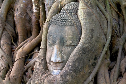 Tree buddha