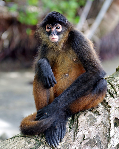 Central American Spider Monkey (Ateles geoffroys)