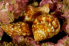 Gastropoda (Other)