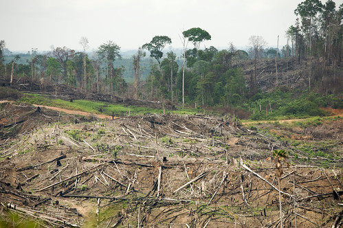 Turning the Page on Rainforest Destruction: Children’s Books and the Future of Indonesia’s Rainforests