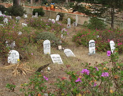 The Presidio Pet Cemetery In San Francisco California