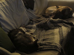2011-0603-Sleeping animals