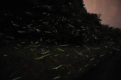 ホタル 蛍 firefly