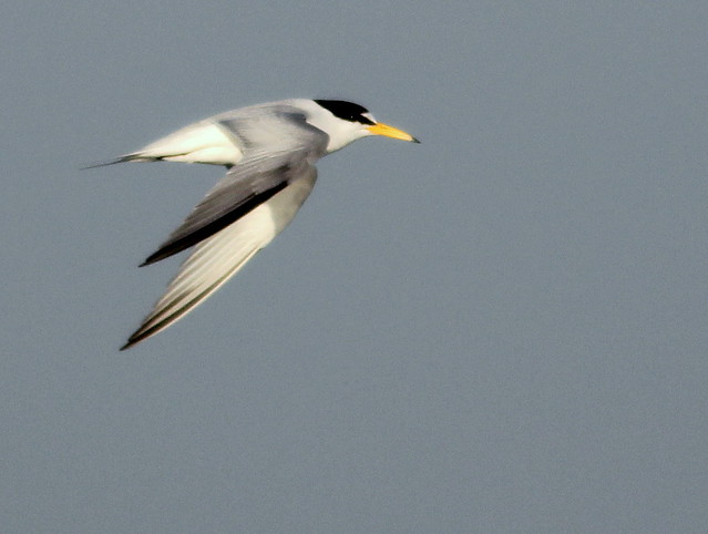 Least Tern in-flight 4-20110415