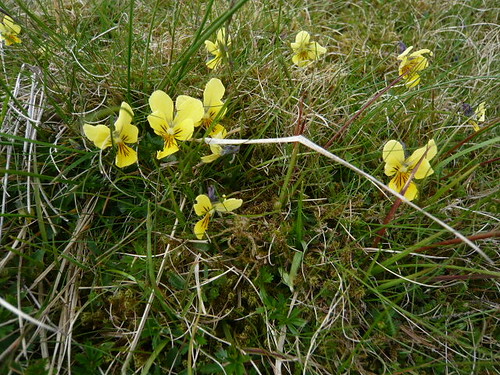 Wild Yellow Viola