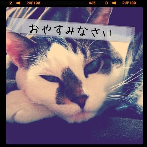 うちの猫からのメッセージをお読みください #manymize #cat #neko - 無料写真検索fotoq