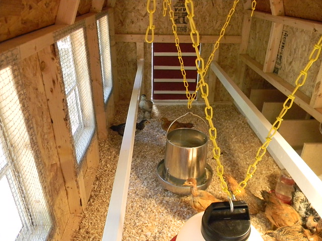 Inside view of chicken coop | Flickr - Photo Sharing!
