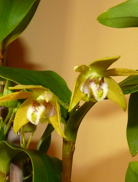 Dendrobium fleckeri species orchid 
