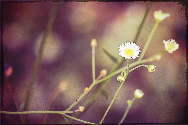 104/365.2011 {Vintage Flower}