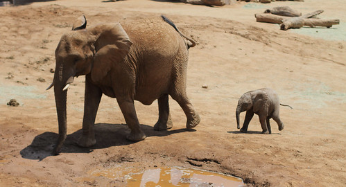 San Diego Wild Animal Park - Elephant Mother and Baby by hall.chris25
