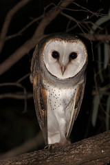 Tytonidae - Barn Owls