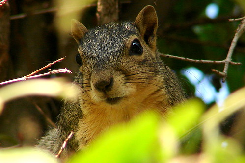 Hello Squirrel