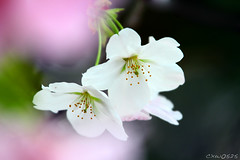 Cherry_blossoms_2011