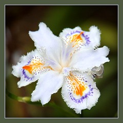 A Garden of Iris Japonica