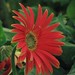 Red Aster Flower