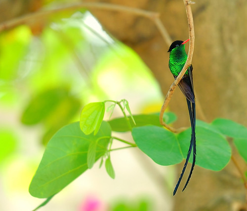 Hummingbird by myanmarchit