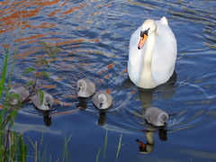 Droitwich Swans - The Cygnets