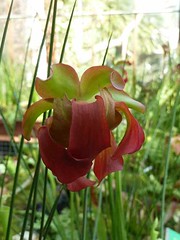 Gardens - Orchids
