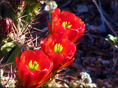 April in Tucson 2011