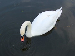 Droitwich Swans