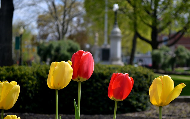 Tulips on the Green