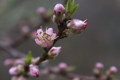 20110426 - Peach Blossoms