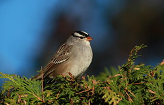 bruant a couronne blanche- white crowned sparrow