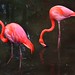 Flamingos Vermelho - Foto: Rê Sarmento