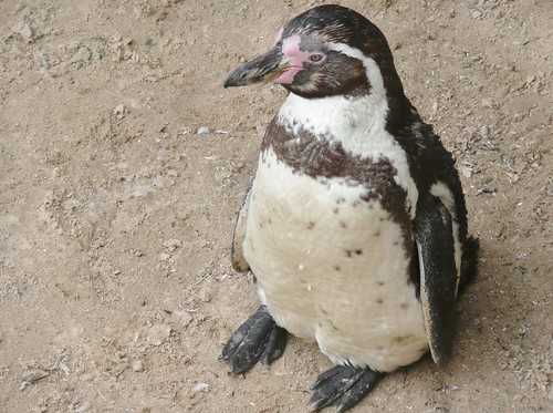 Humboldt Penguin by john47kent