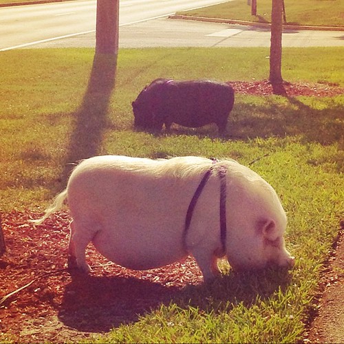 What a random sight! Zachary and I just saw two Vietnamese potbellied pigs hanging out at Veterans Park in Tamarac!