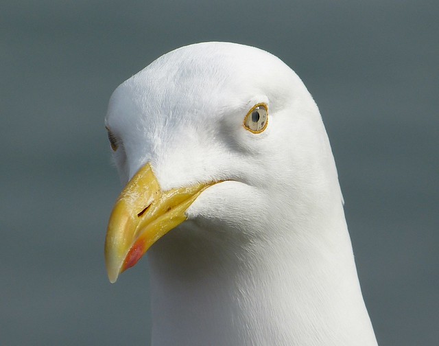 25839 - Herring Gull, Lyme Regis