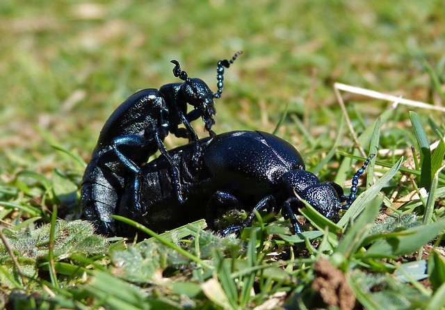 26910 - Black Oil Beetles, Rhossili