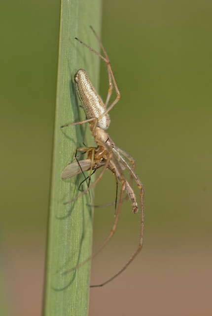 Stretch spider tetragantha extensa 2