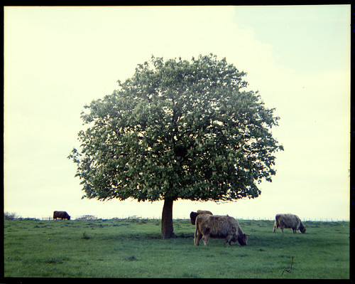 horse chestnut and highland cattle by pho-Tony
