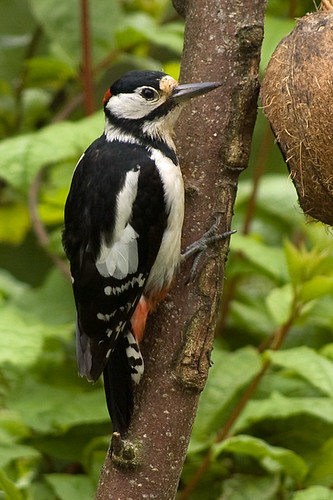 Great Spotted Woodpecker 24