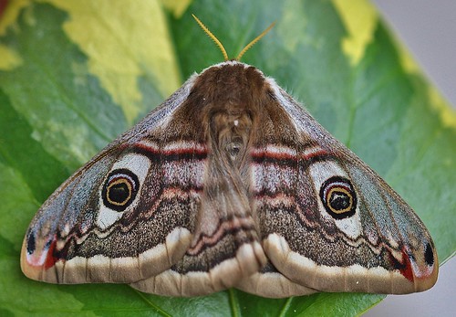 Emperor Moth Saturnia pavonia Female by Kinzler Pegwell