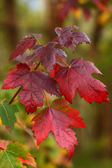 Sugar Maple leaves
