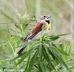 Dickcissels - Crawford County