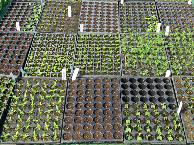 organic seedlings