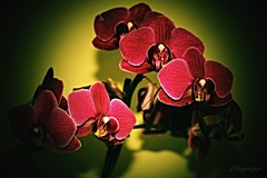 My Orchidee