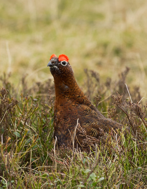 red grouse 3