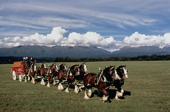 Gentle Giants - The Budweiser Clydesdales