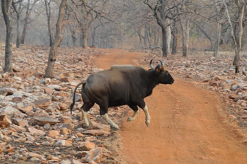 galloping gaur