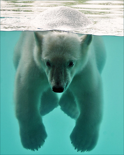 Vicks, the swimming polar bear cub by Foto Martien