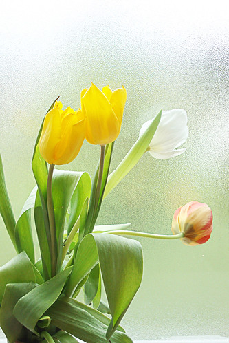 Tulipes de Pâques-28 width=