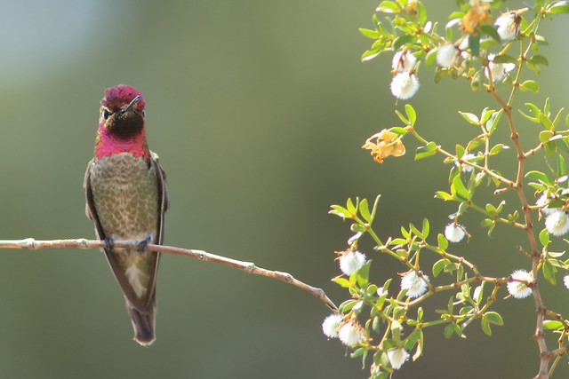 Anna's Hummingbird, Gilbert Water Ranch, Gilbert, AZ 4/19/12