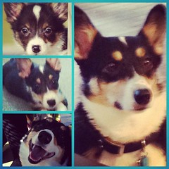 May 17, 2012 - Nappy's first birthday! #corgi #birthday #puppy