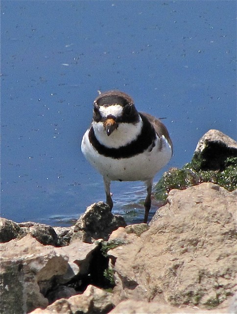 Semipalmated Plover at El Paso Sewage Treatment Center 08